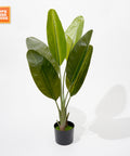 null Simulation Plants Traveler's Plantain Potted  Decoration.